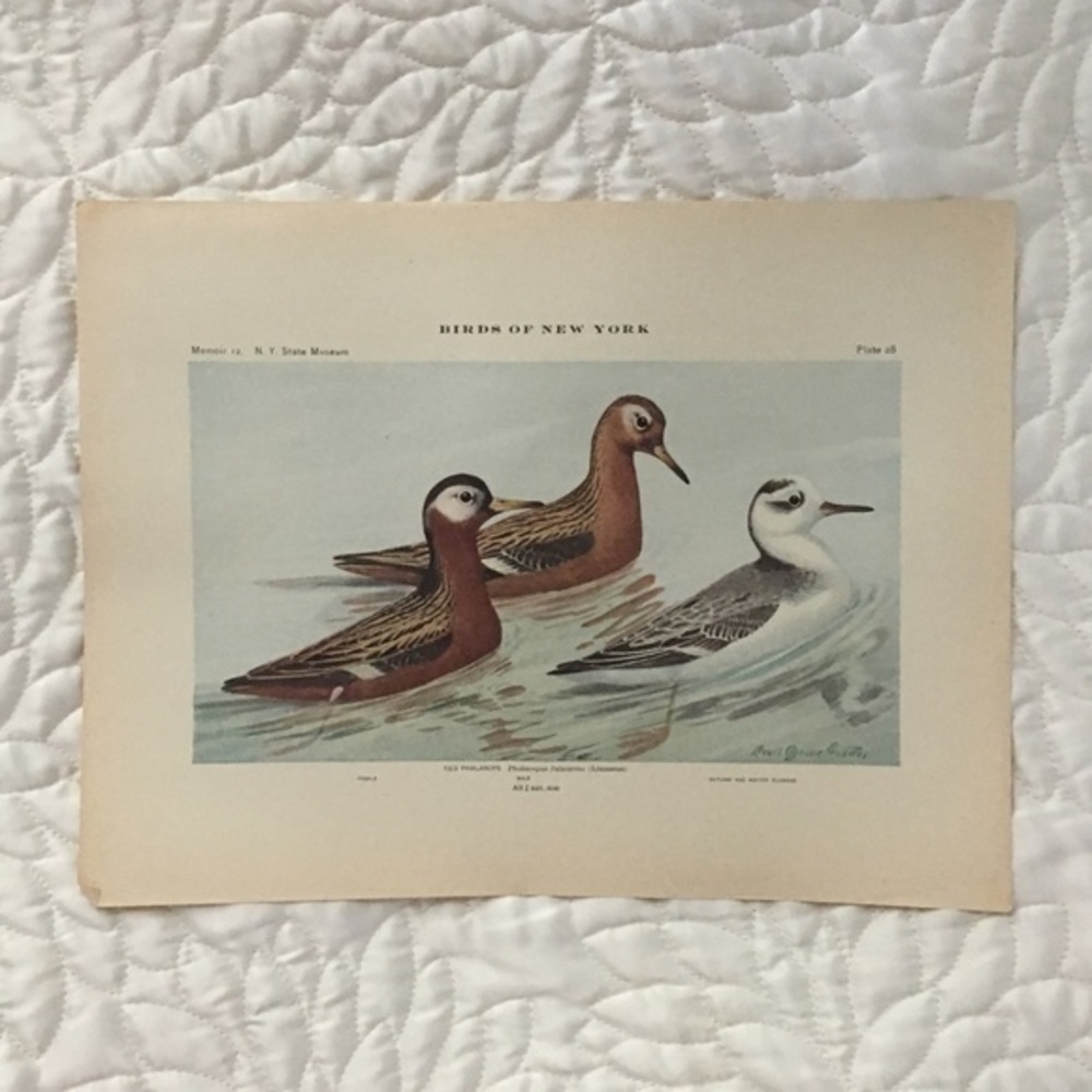 🌹FREE w/purchase Antique Ornithological Bird Print Original